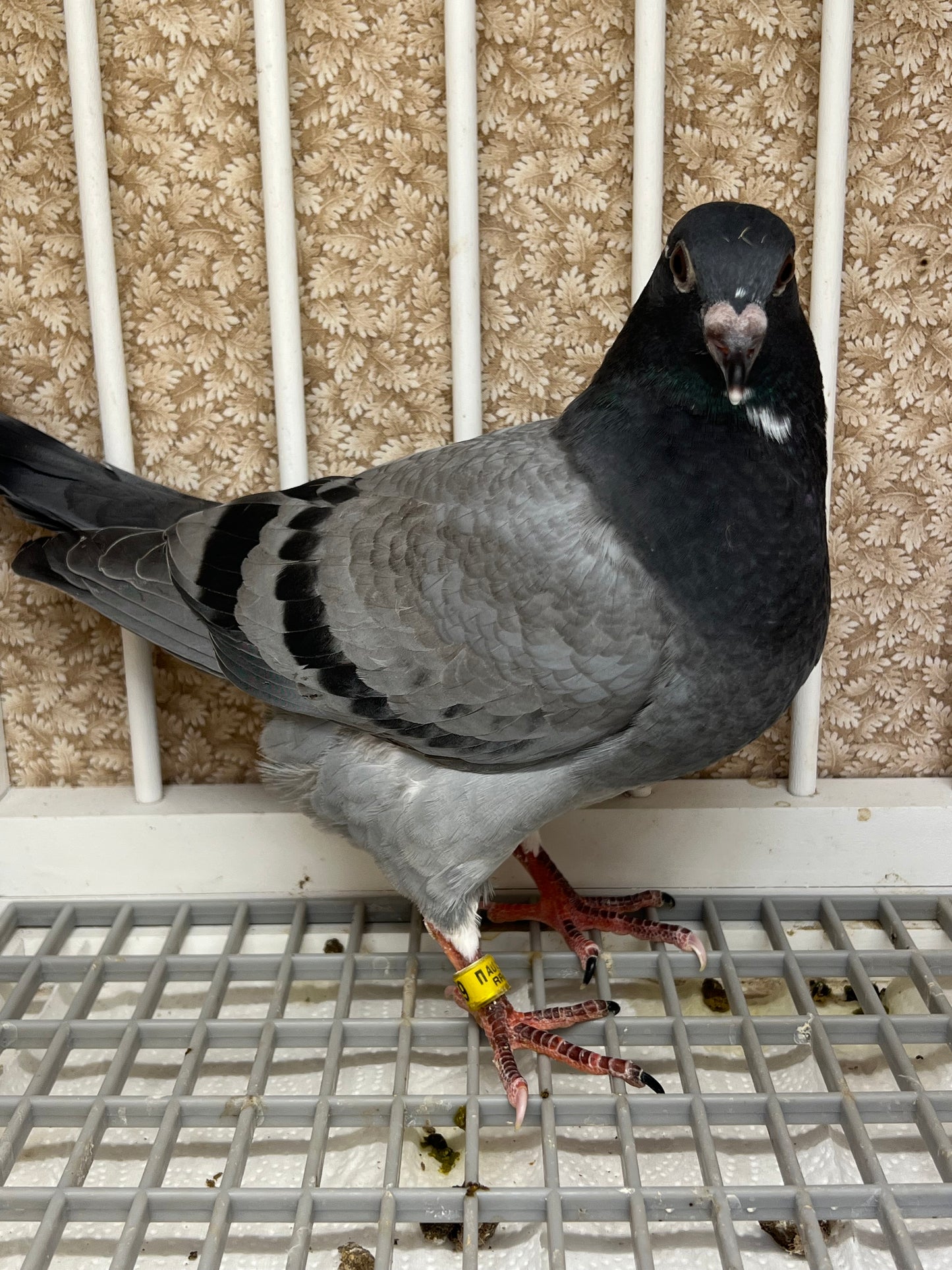 OLR Racing Pigeon "RRL 259”