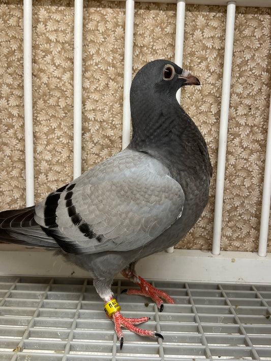 OLR Racing Pigeon "RRL 258”