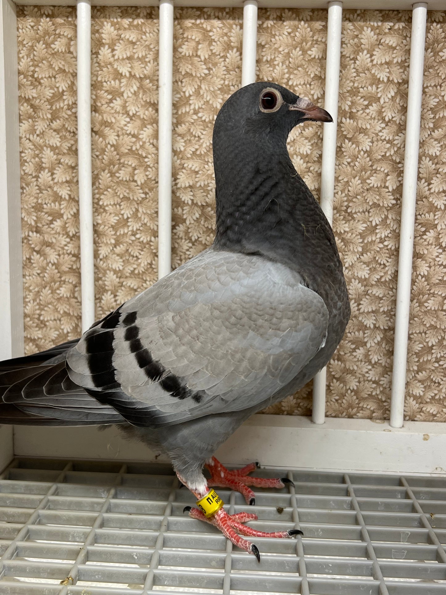 OLR Racing Pigeon "RRL 258”