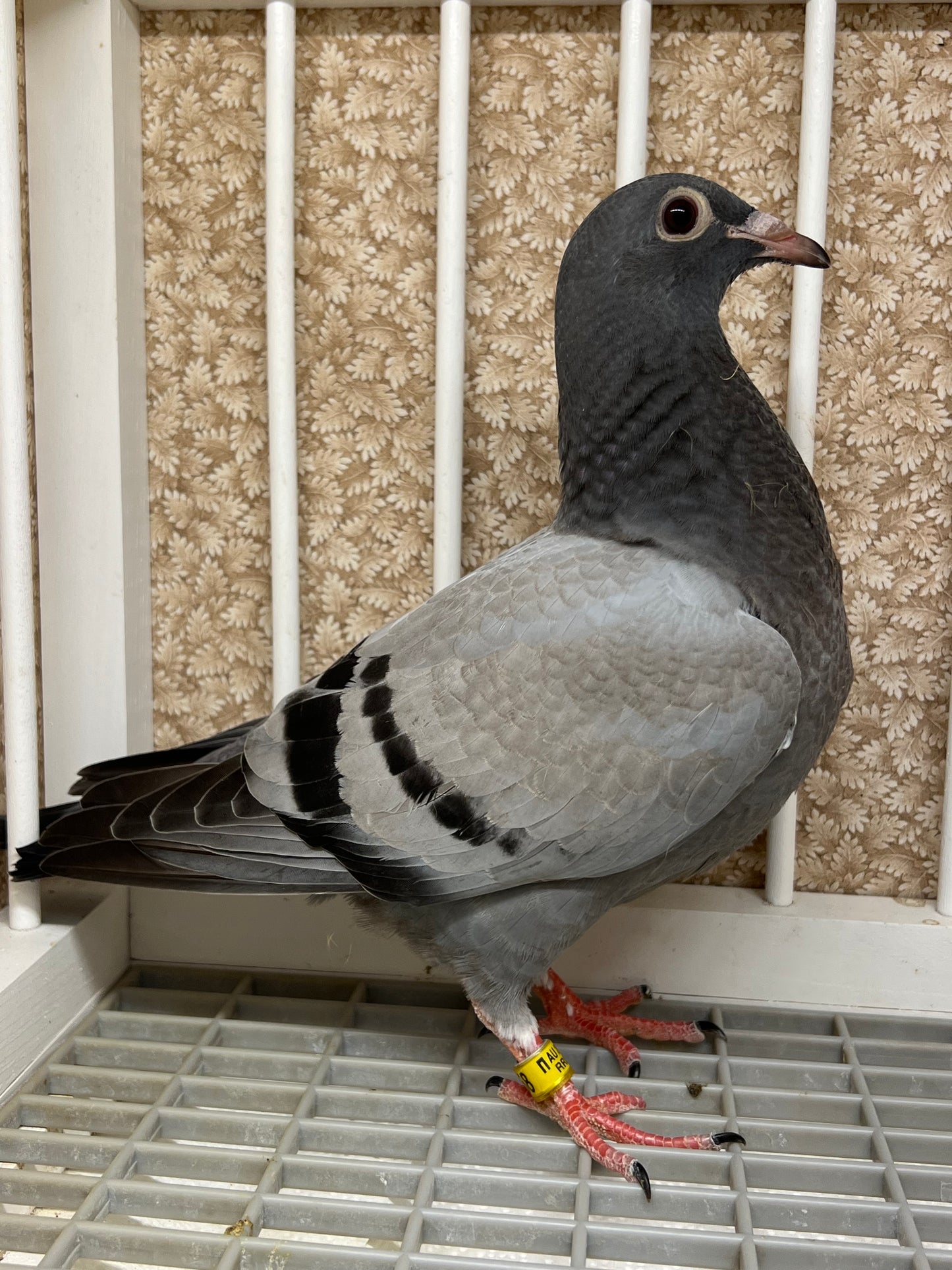 OLR Racing Pigeon "RRL 258”