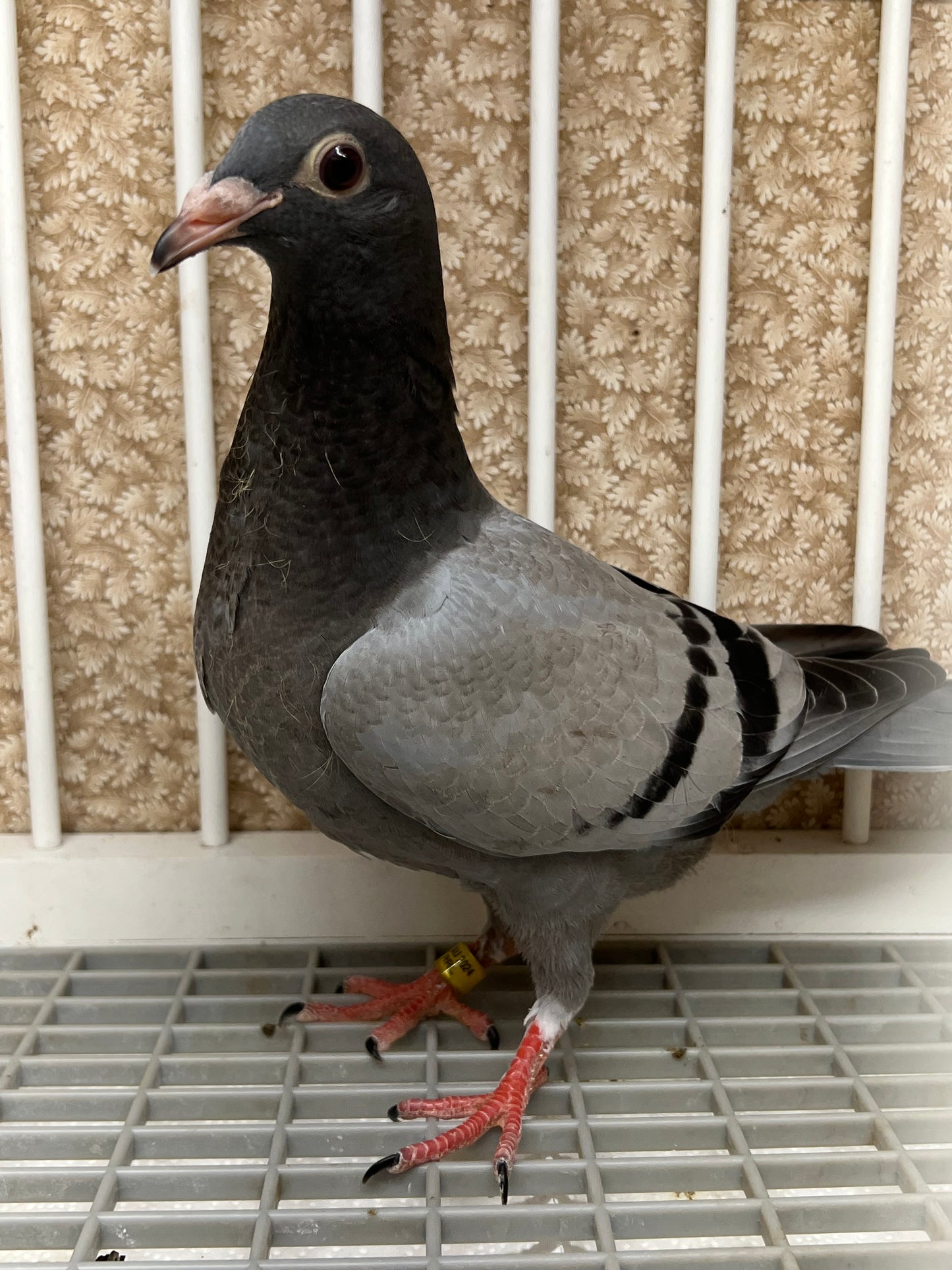 OLR Racing Pigeon "RRL 258”