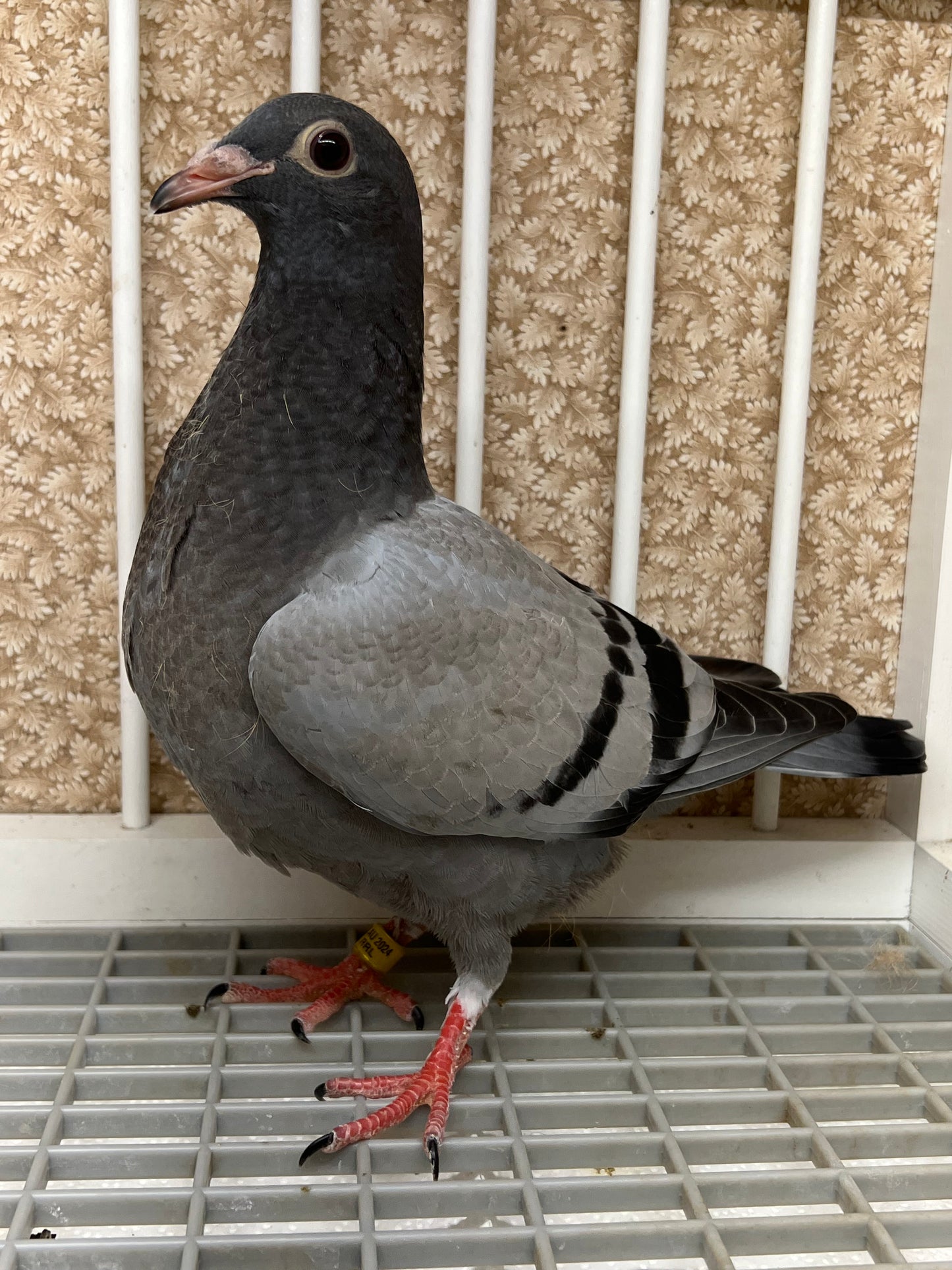 OLR Racing Pigeon "RRL 258”