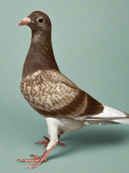 Trenton Racing Pigeon