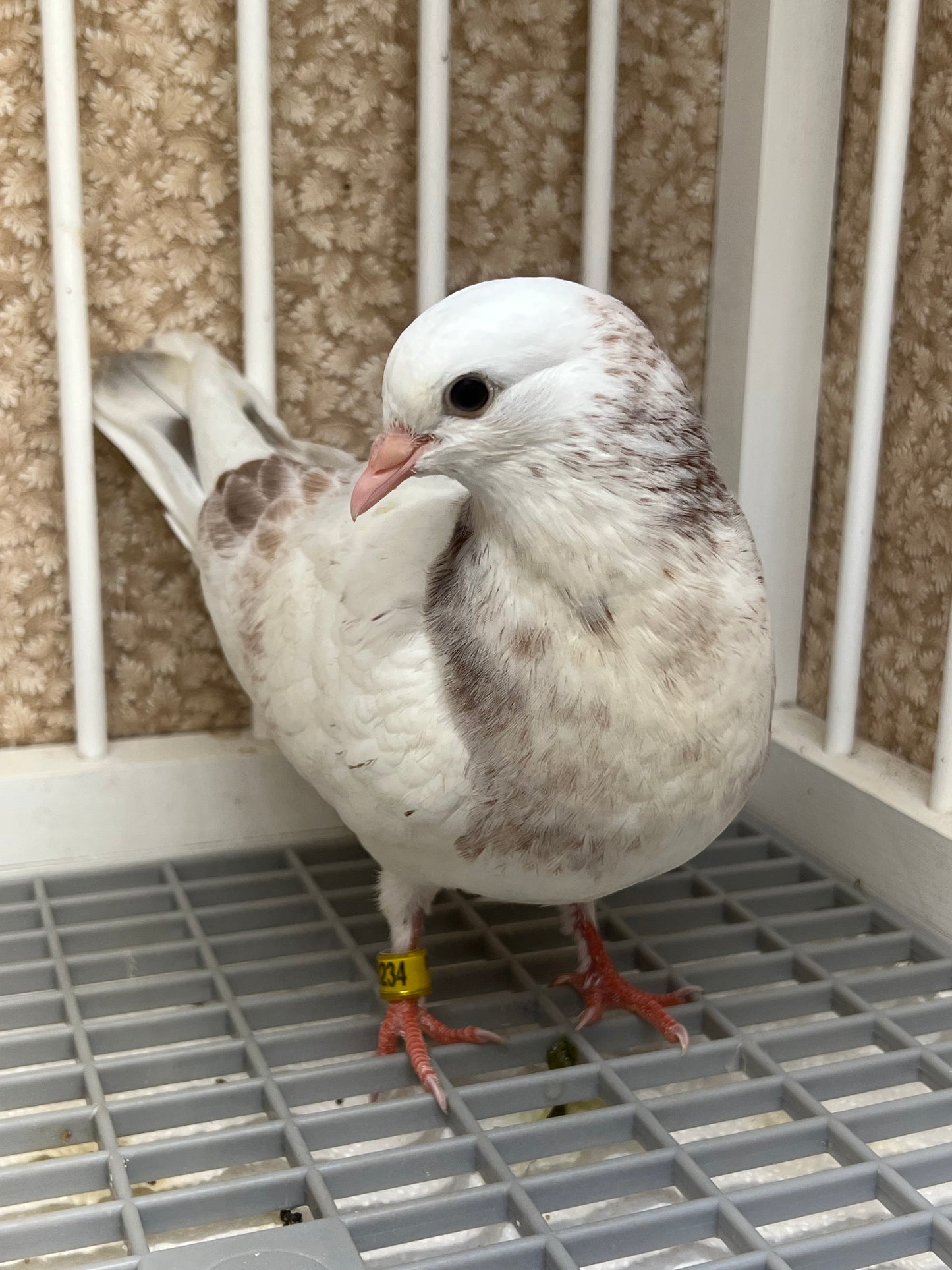 Birmingham Roller Pigeons for sale Rocky Ridge Pigeons