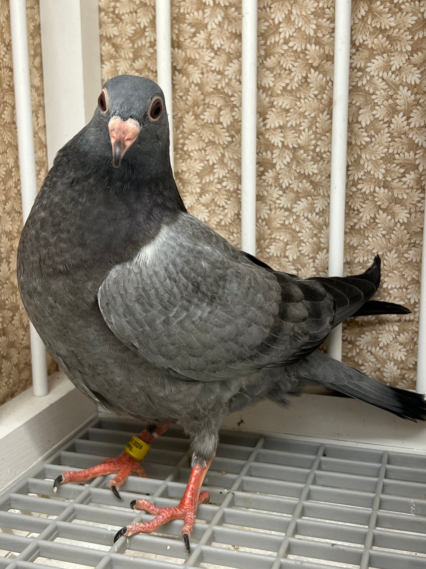 2024 Racing pigeon " RRL 290”