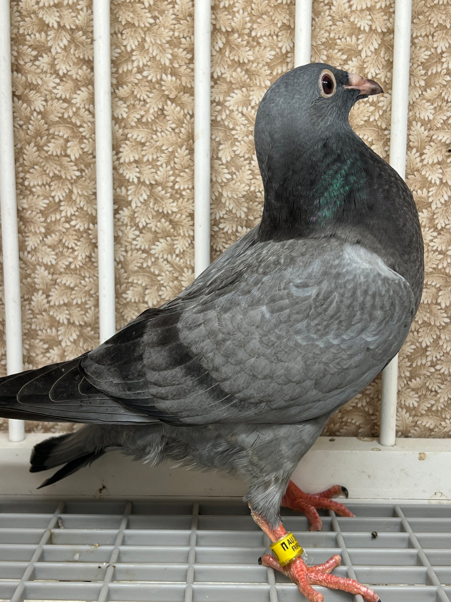 2024 Racing pigeon " RRL 290”