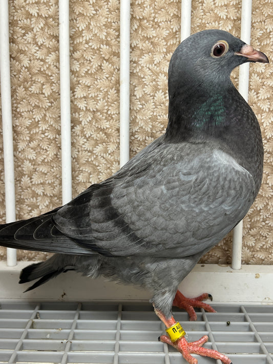 2024 Racing pigeon " RRL 290”