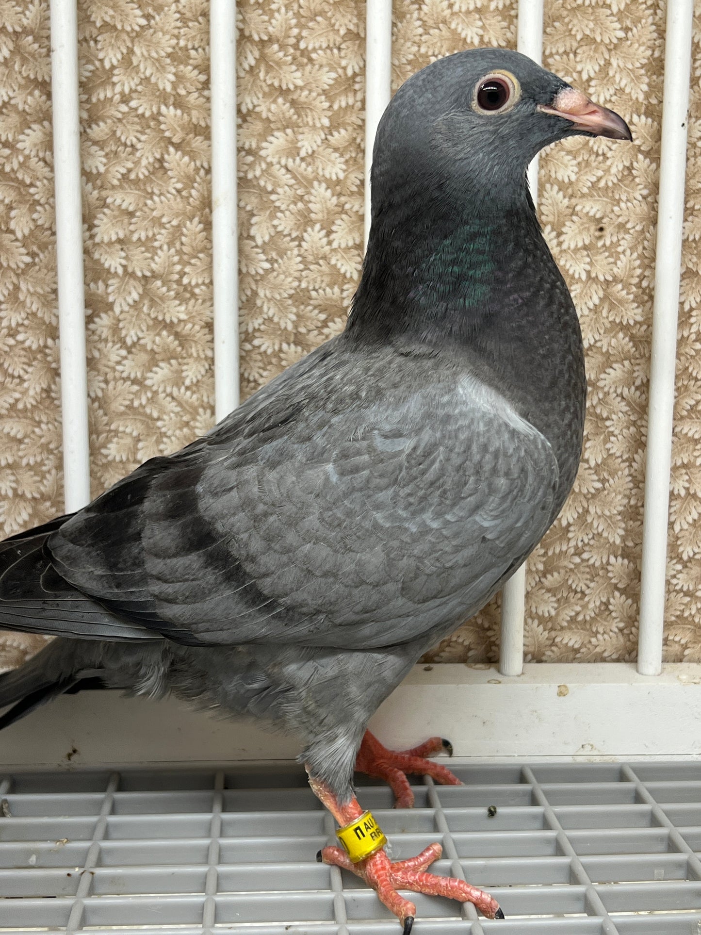 2024 Racing pigeon " RRL 290”