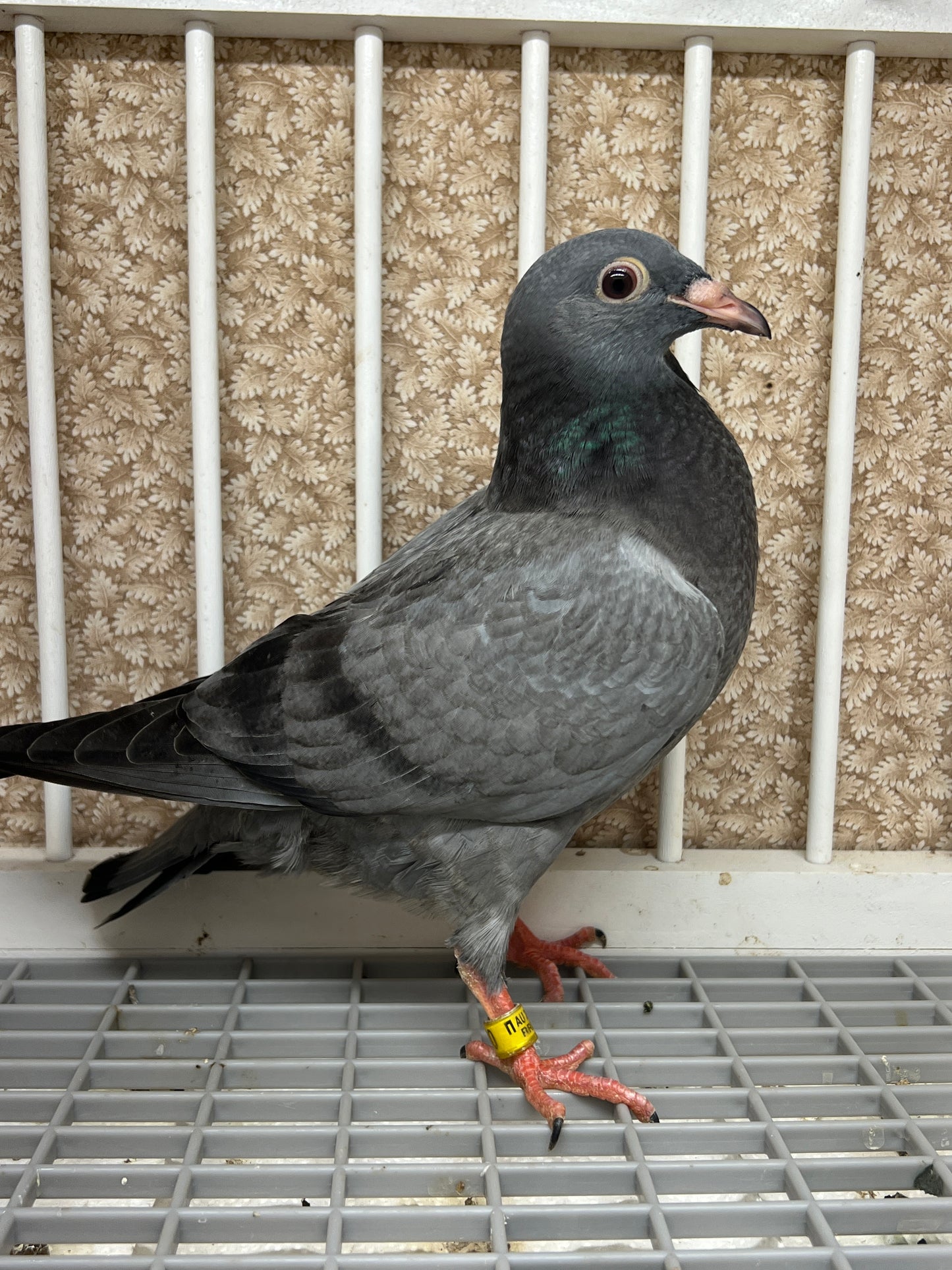 2024 Racing pigeon " RRL 290”