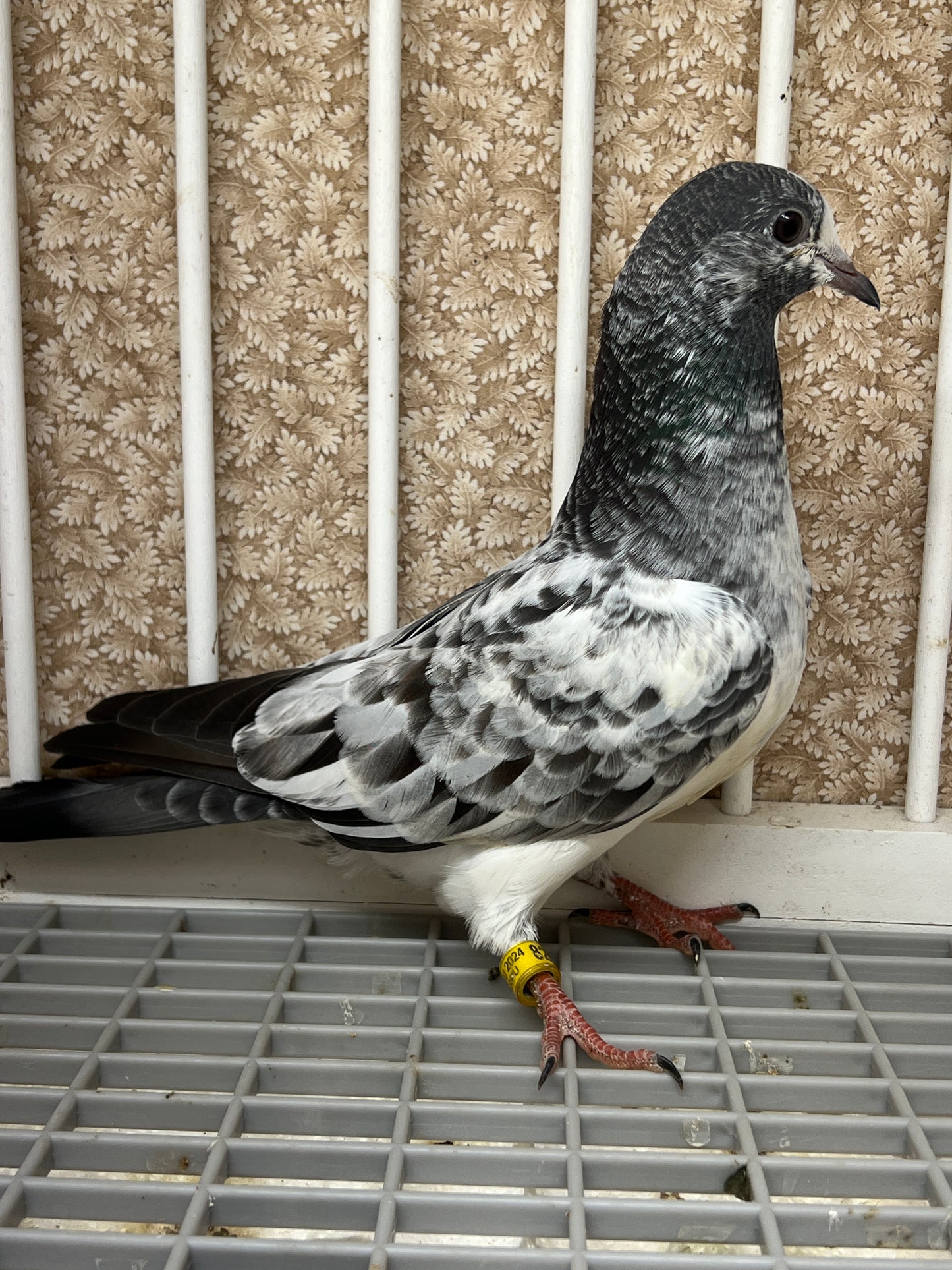 Pakistani Highflier pigeons