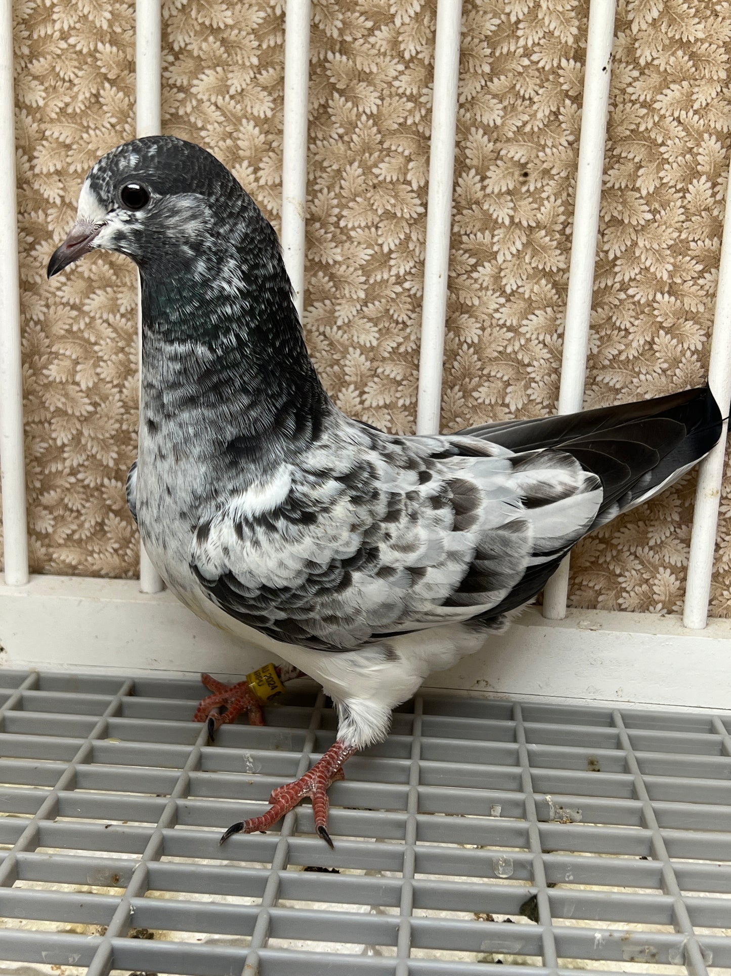 Pakistani Highflier pigeons