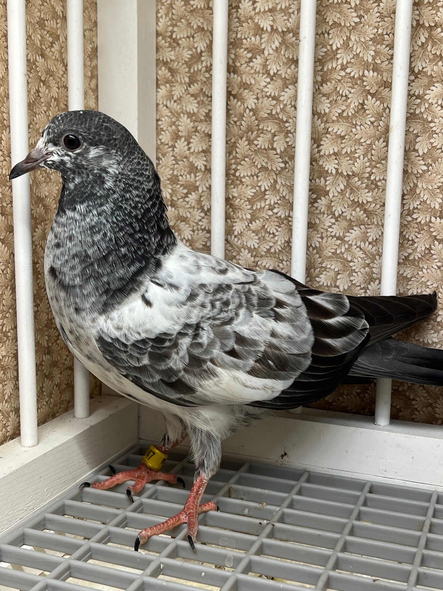 Pakistani Highflier pigeons