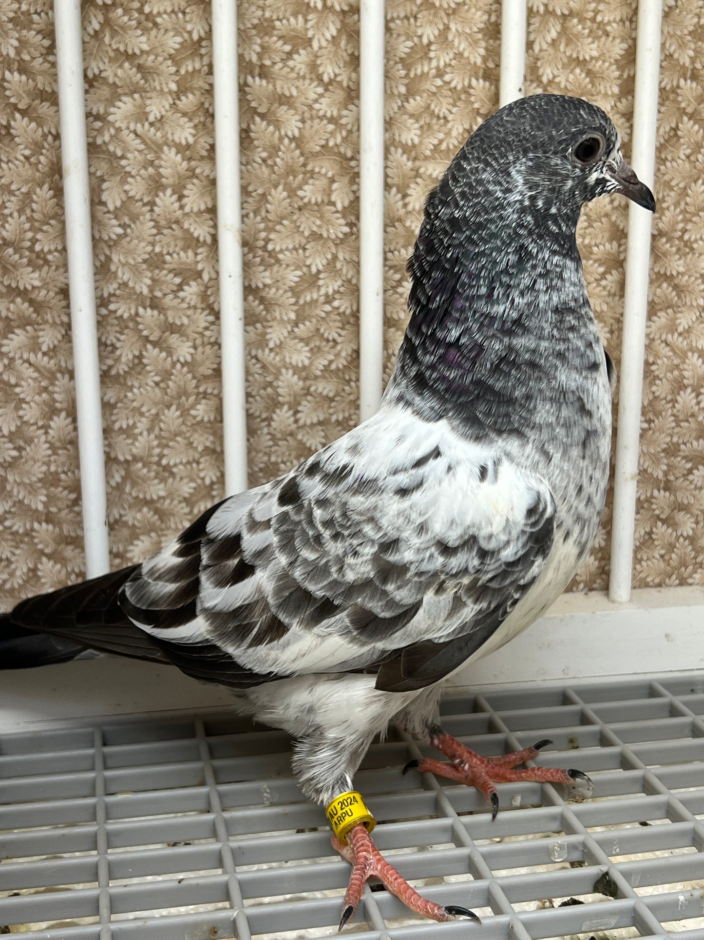 Pakistani Highflier pigeons