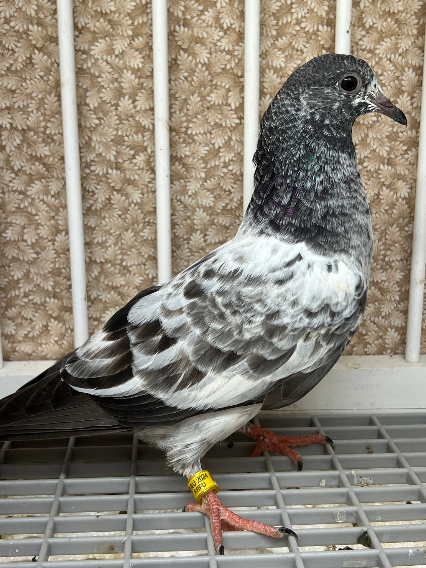 Pakistani Highflier pigeons