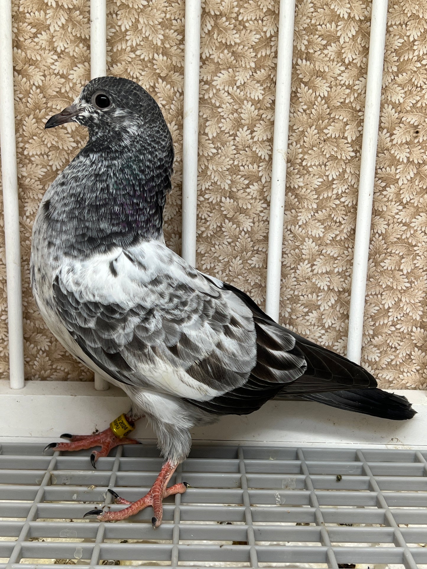 Pakistani Highflier pigeons