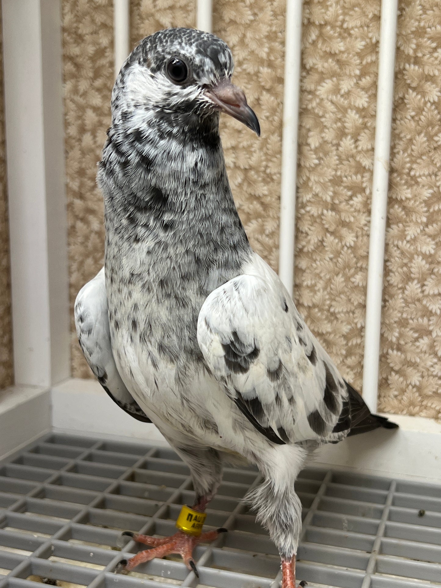 Pakistani Highflier pigeons