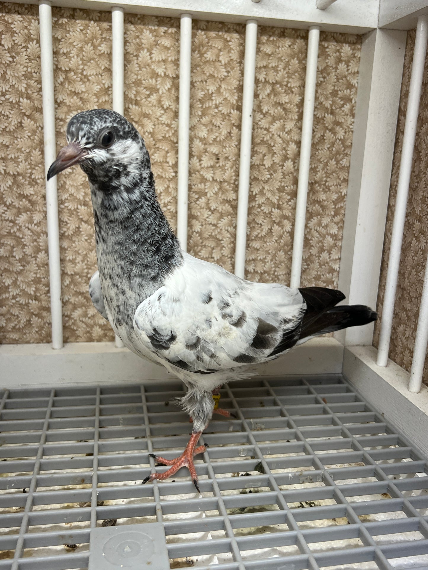 Pakistani Highflier pigeons