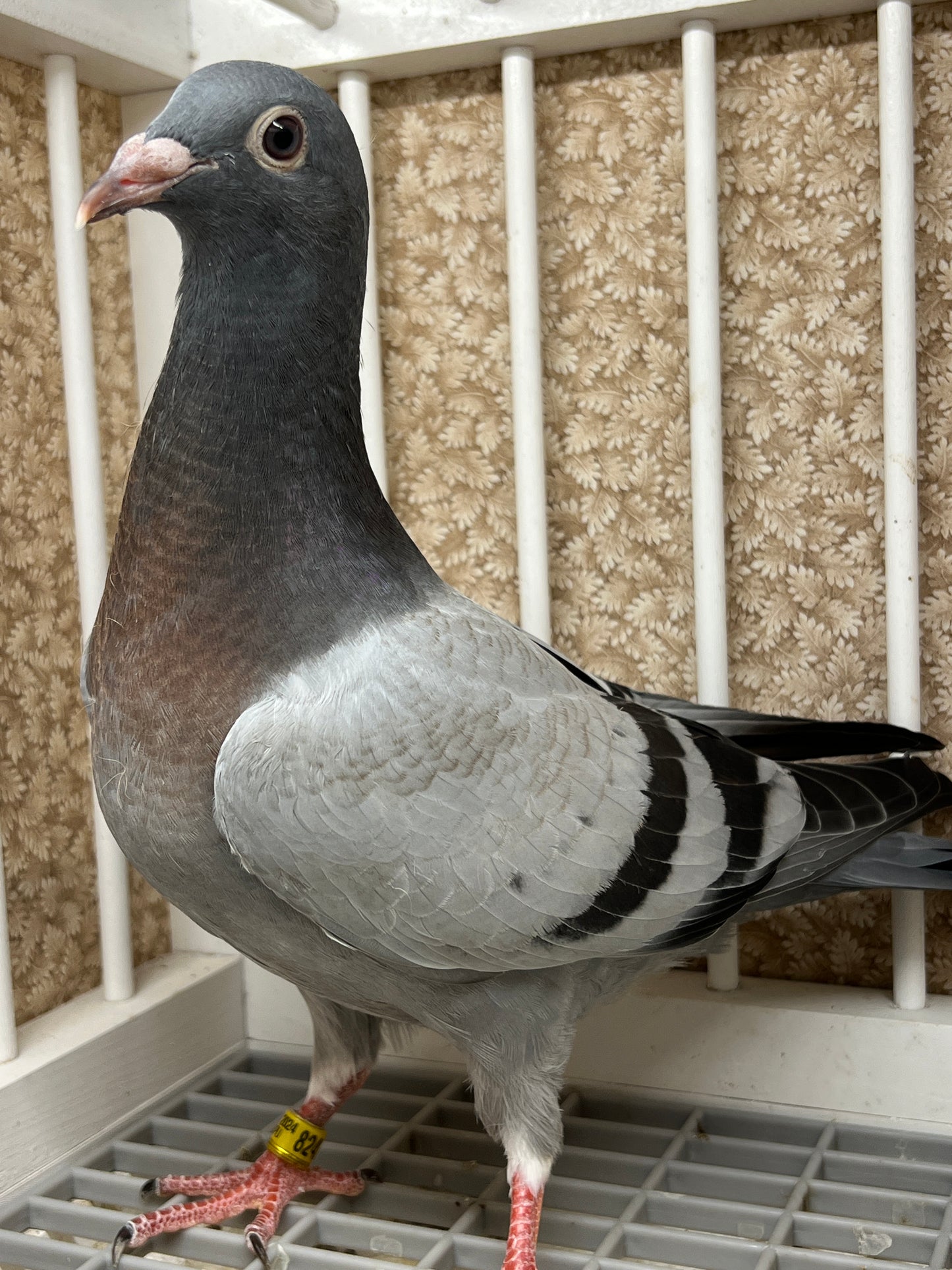 Blue Bar Racing Pigeon "AU 8243"