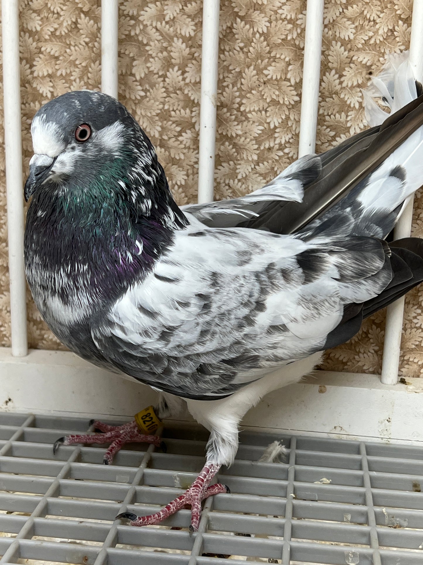 Pakistani Highflier pigeons