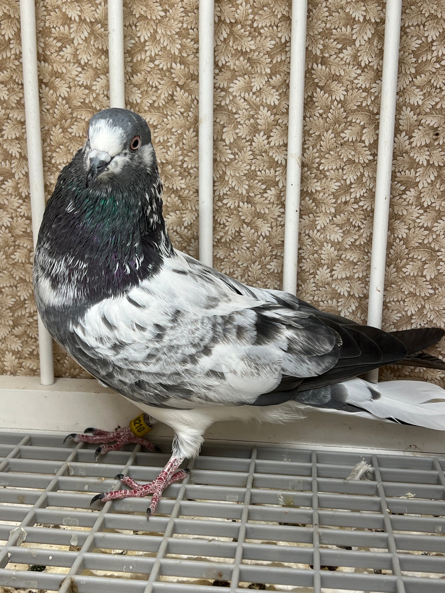 Pakistani Highflier pigeons