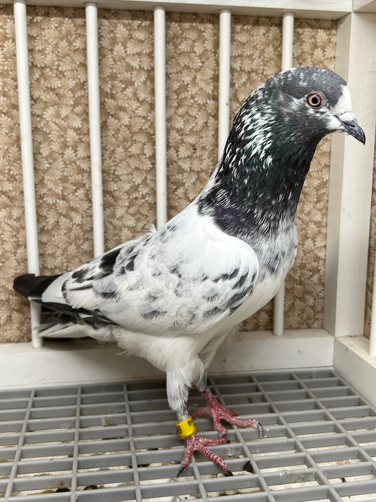 Pakistani Highflier pigeons