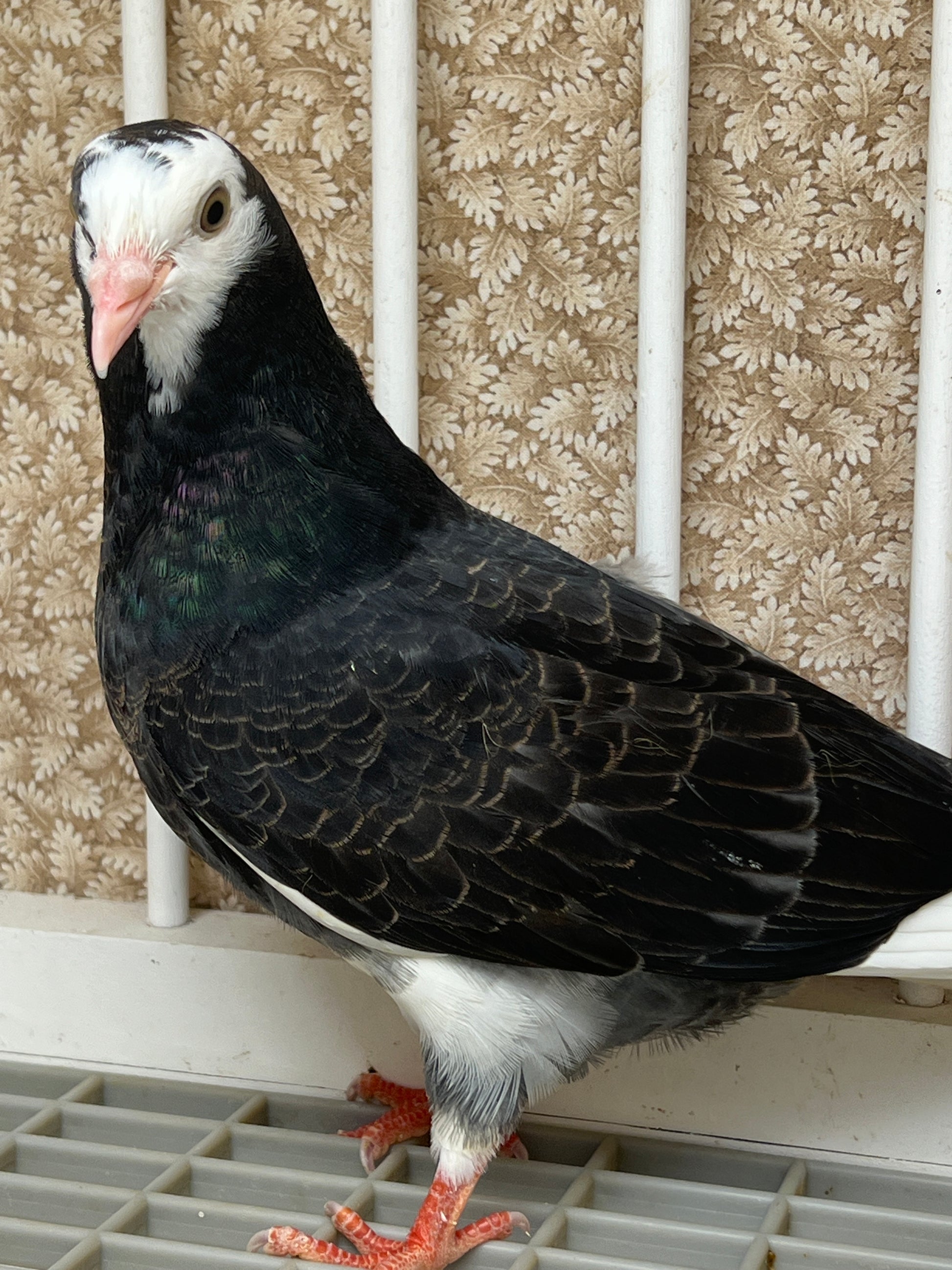 Birmingham Roller Pigeons for sale Rocky Ridge Pigeons