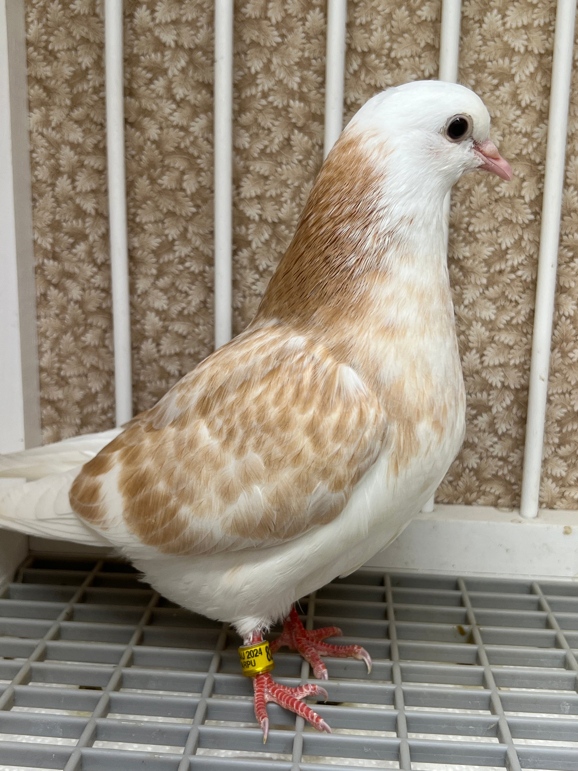 Birmingham Roller Pigeons for sale Rocky Ridge Pigeons