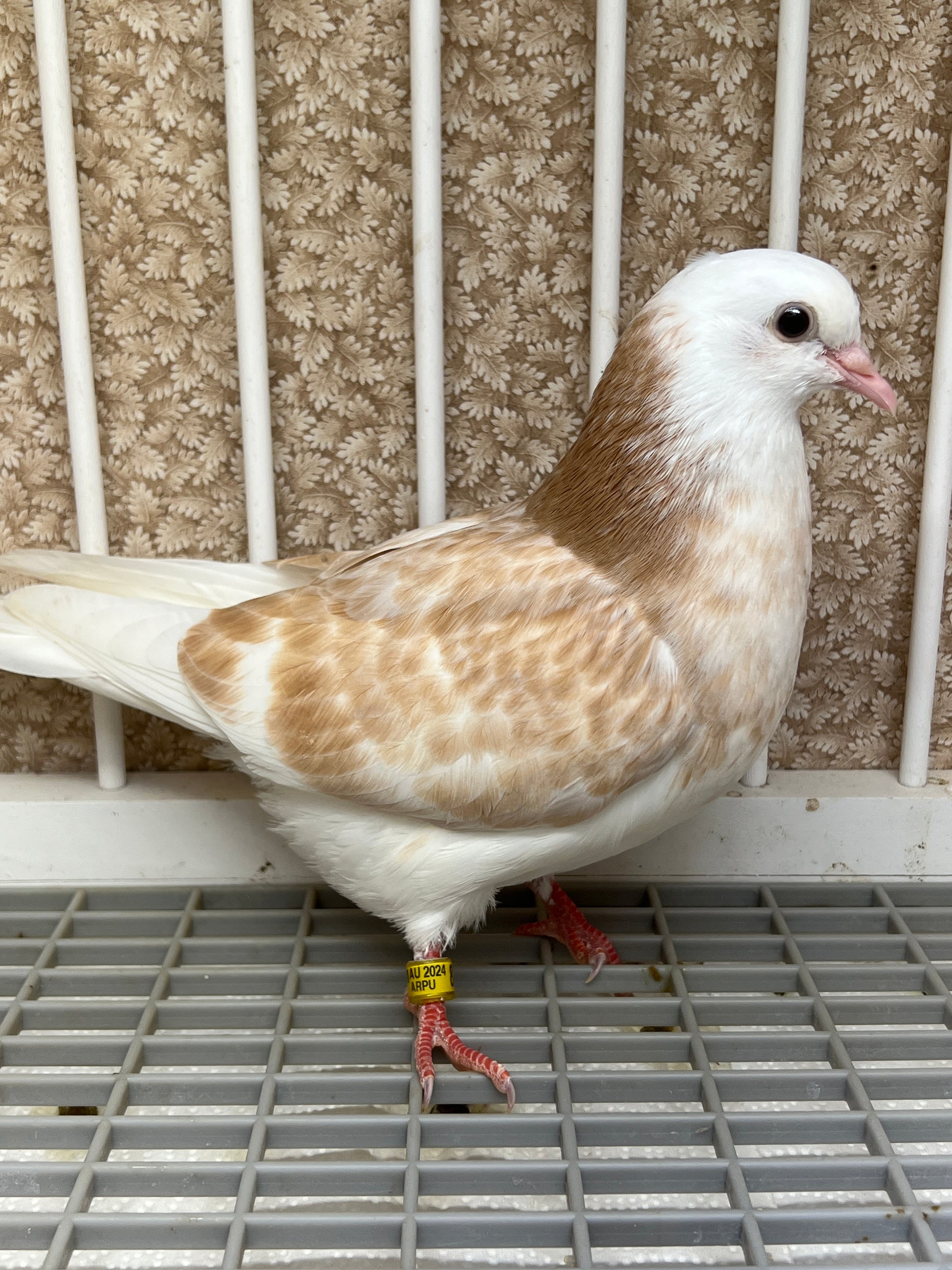 Birmingham Roller Pigeons for sale Rocky Ridge Pigeons