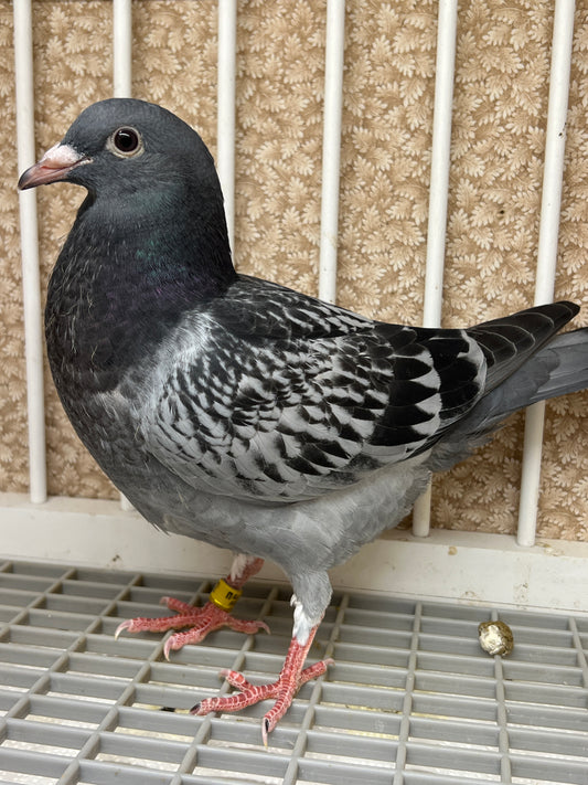 Blue Check Racing Pigeon "AU 8262"