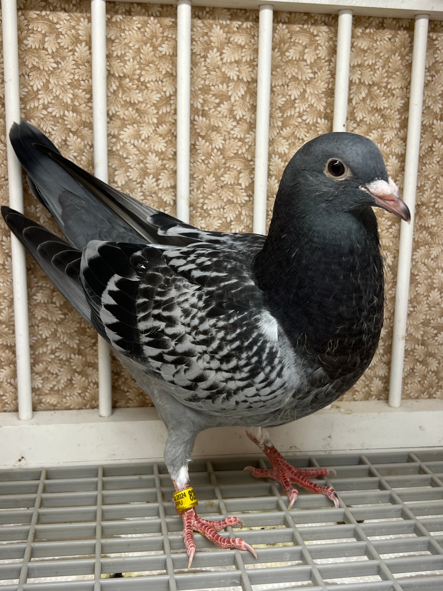 Blue Check Racing Pigeon "AU 8262"