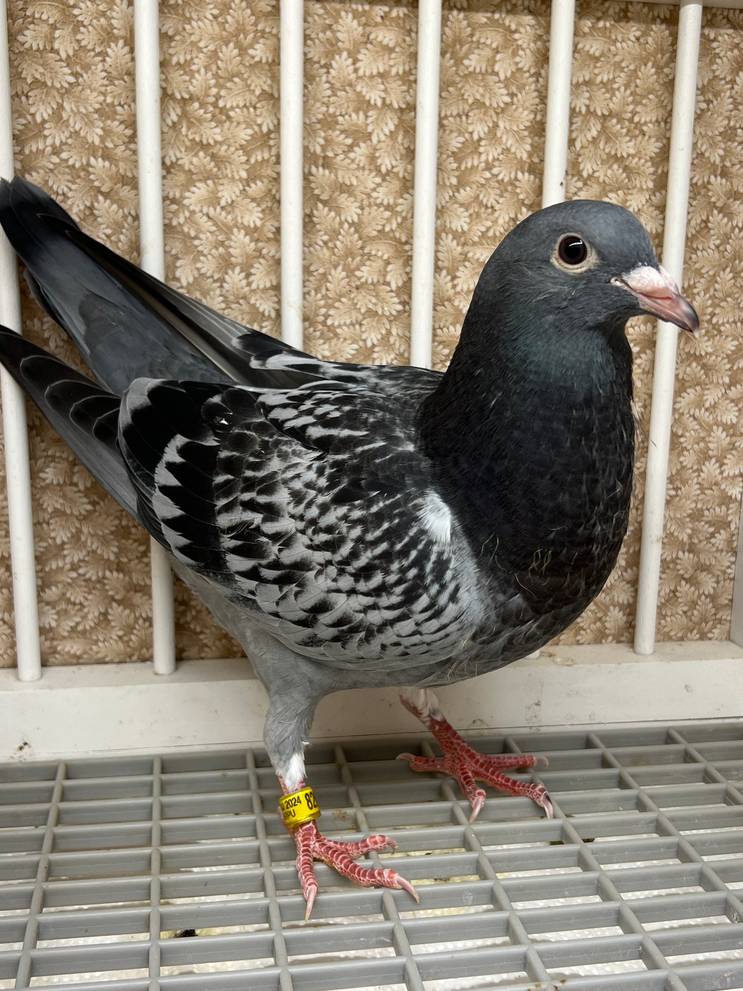 Blue Check Racing Pigeon "AU 8262"