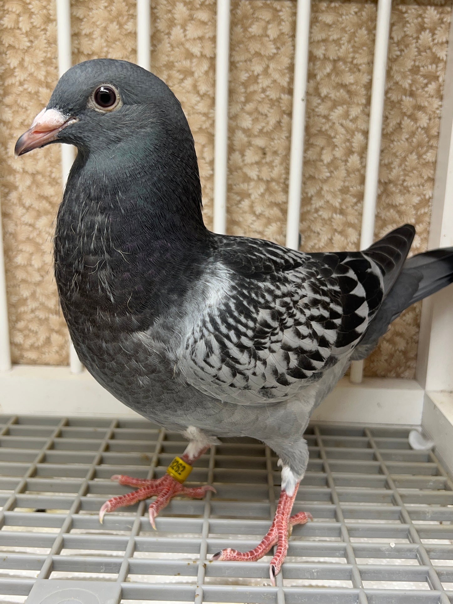 Blue Check Racing Pigeon "AU 8262"