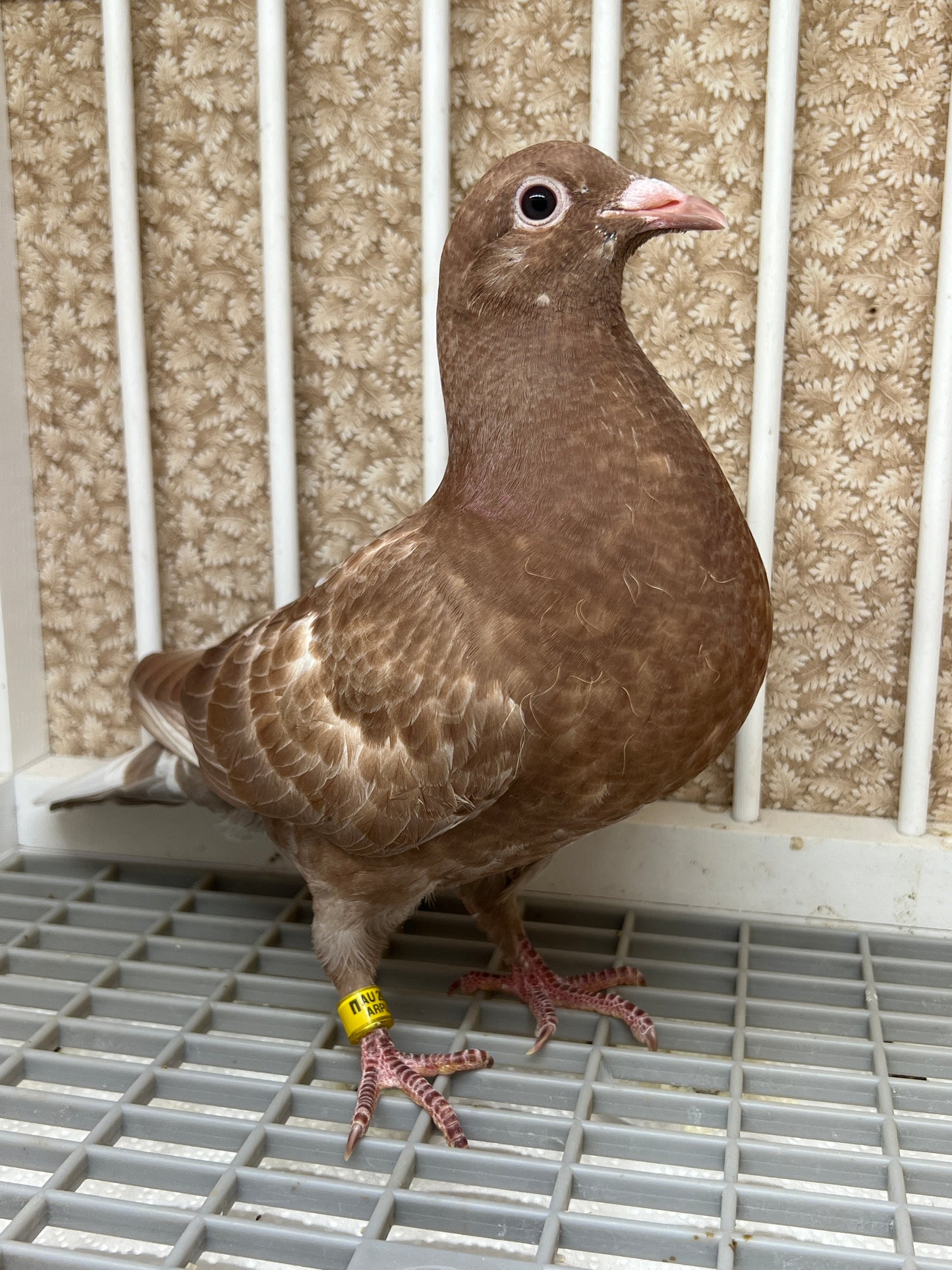 Meuleman Racing Pigeon "AU 8284"