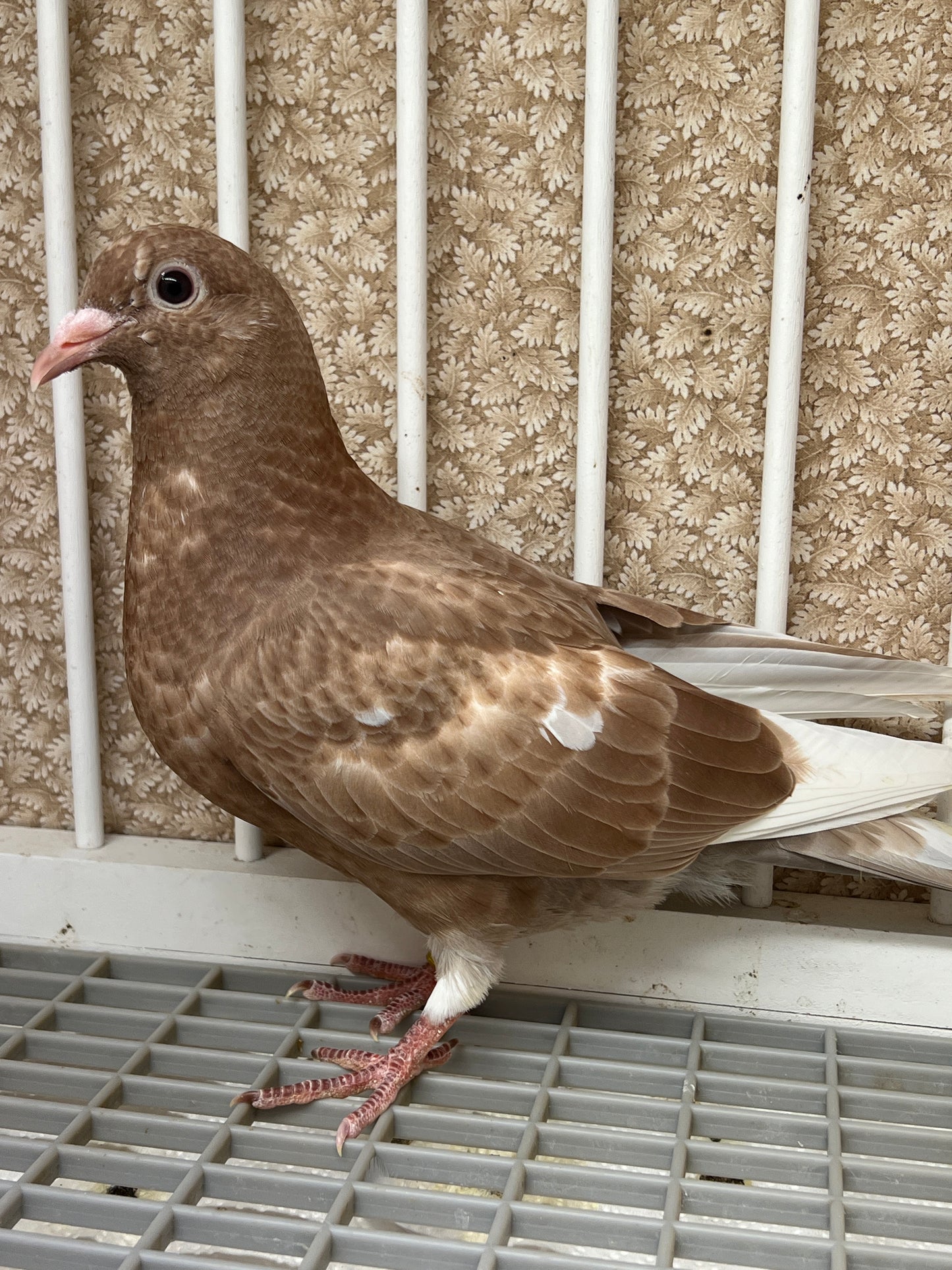 Meuleman Racing Pigeon "AU 8283"