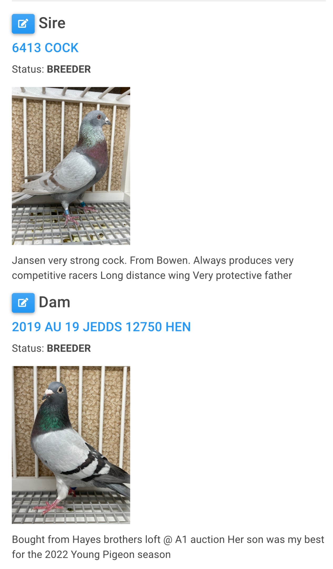 2024 Racing pigeon "AU 8285"