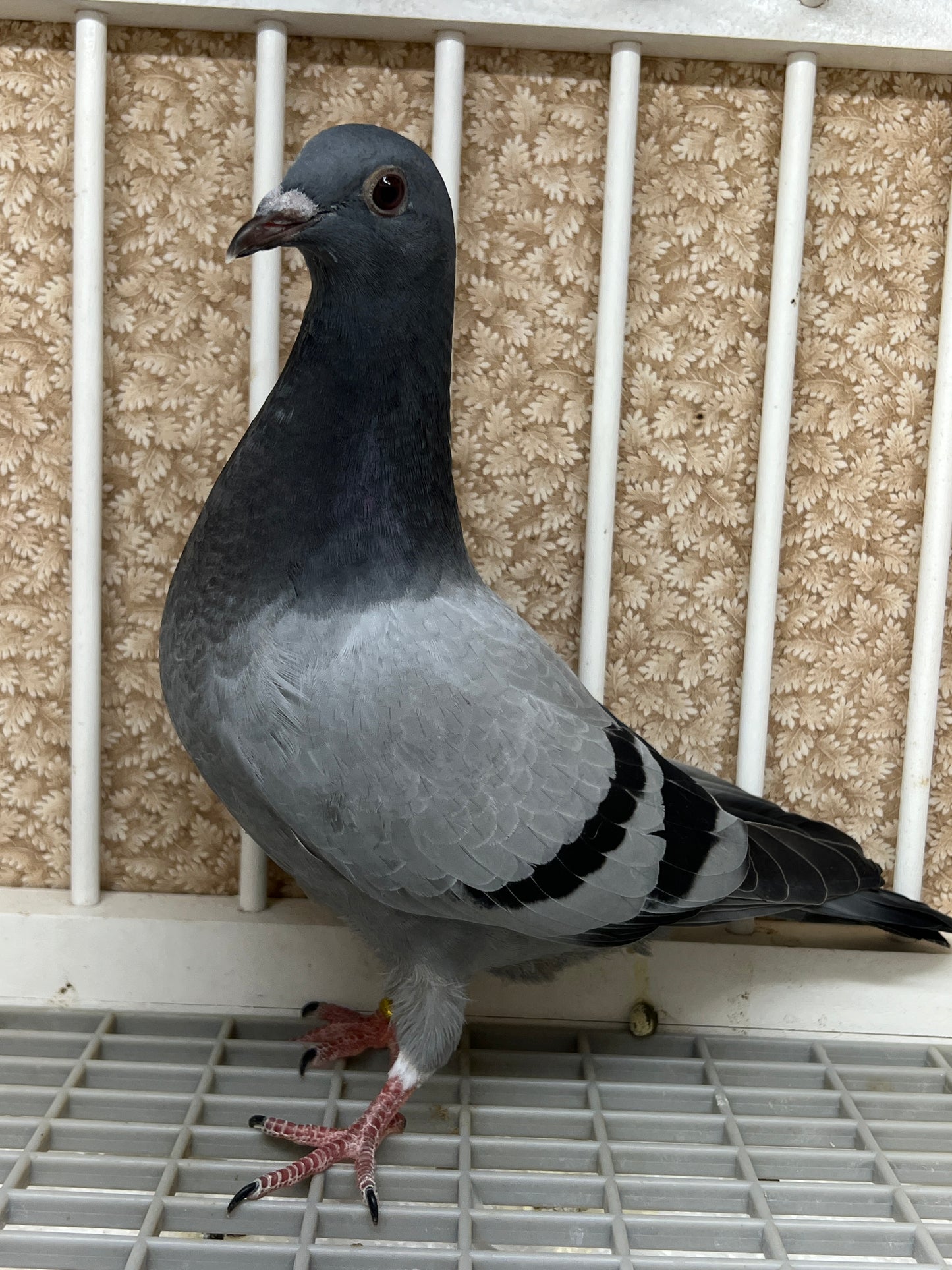 2024 Racing pigeon "AU 8285"