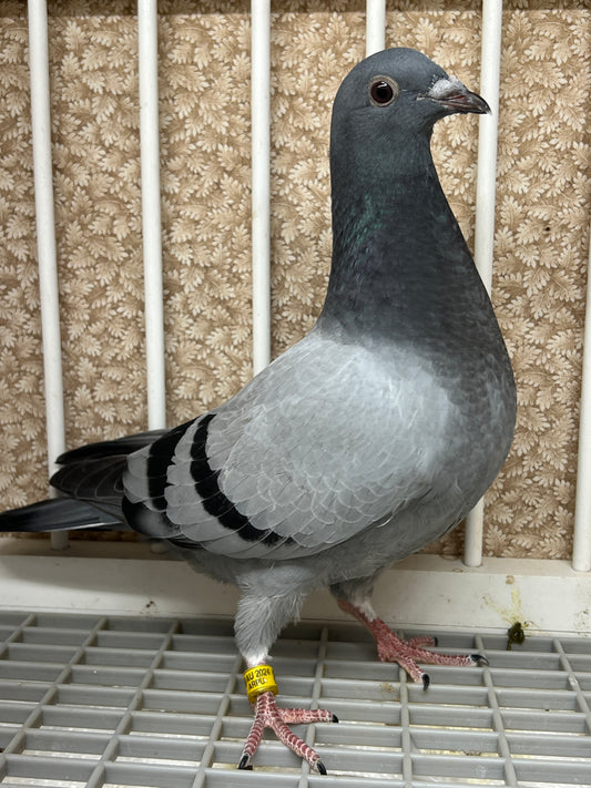 2024 Racing pigeon "AU 8285"