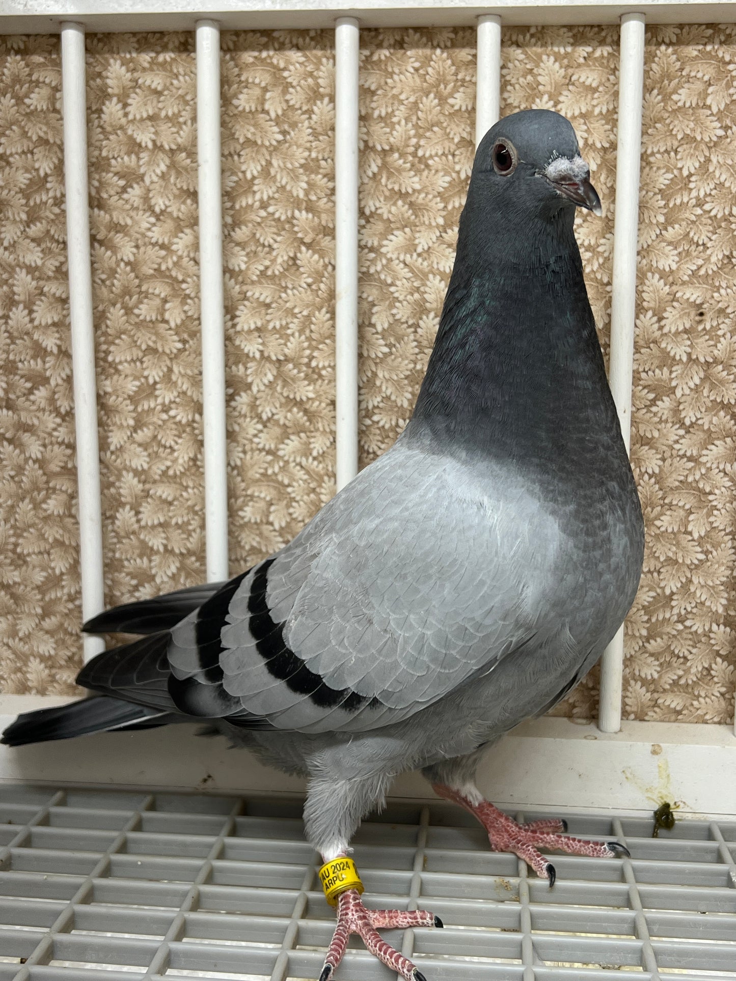 2024 Racing pigeon "AU 8285"