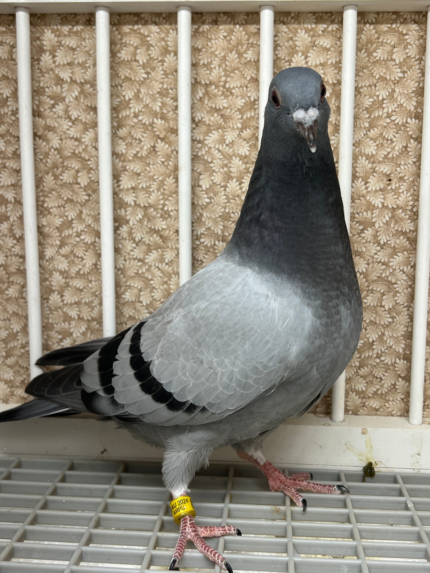 2024 Racing pigeon "AU 8285"