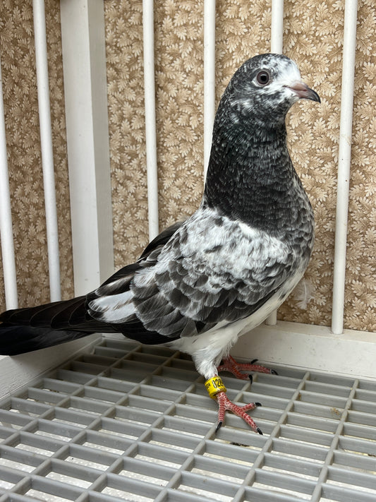 Pakistani Highflier pigeons