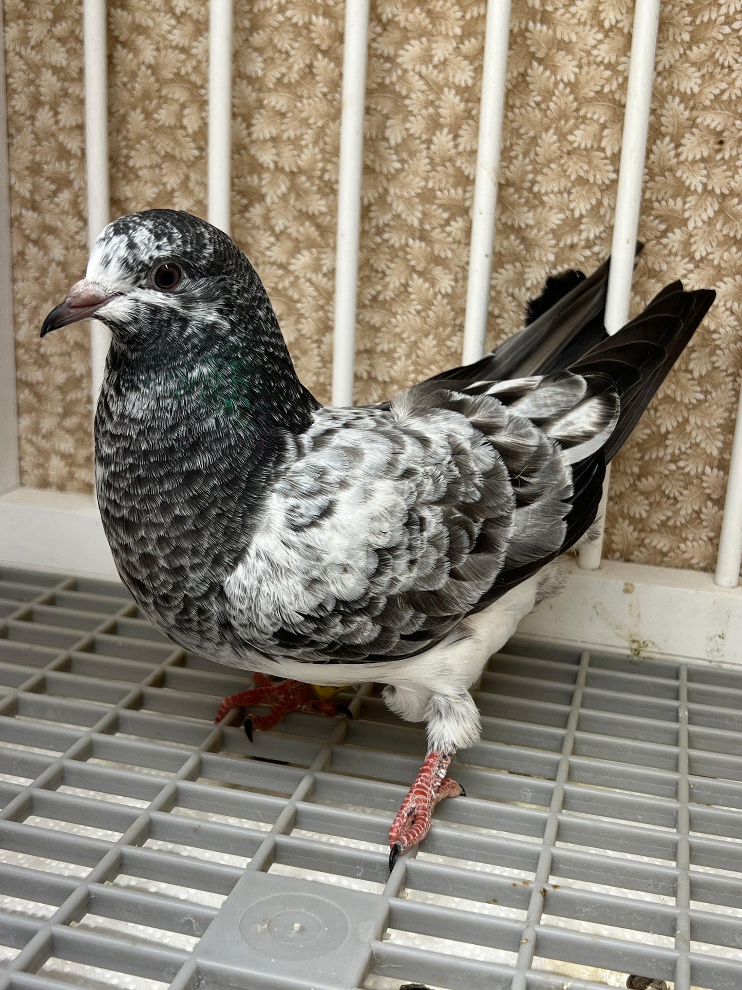 Pakistani Highflier pigeons