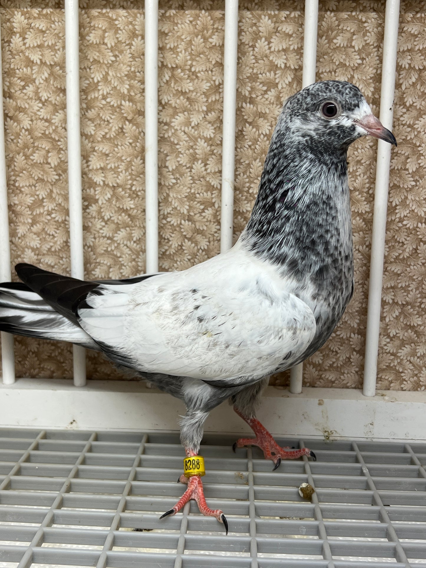 Pakistani Highflier pigeons