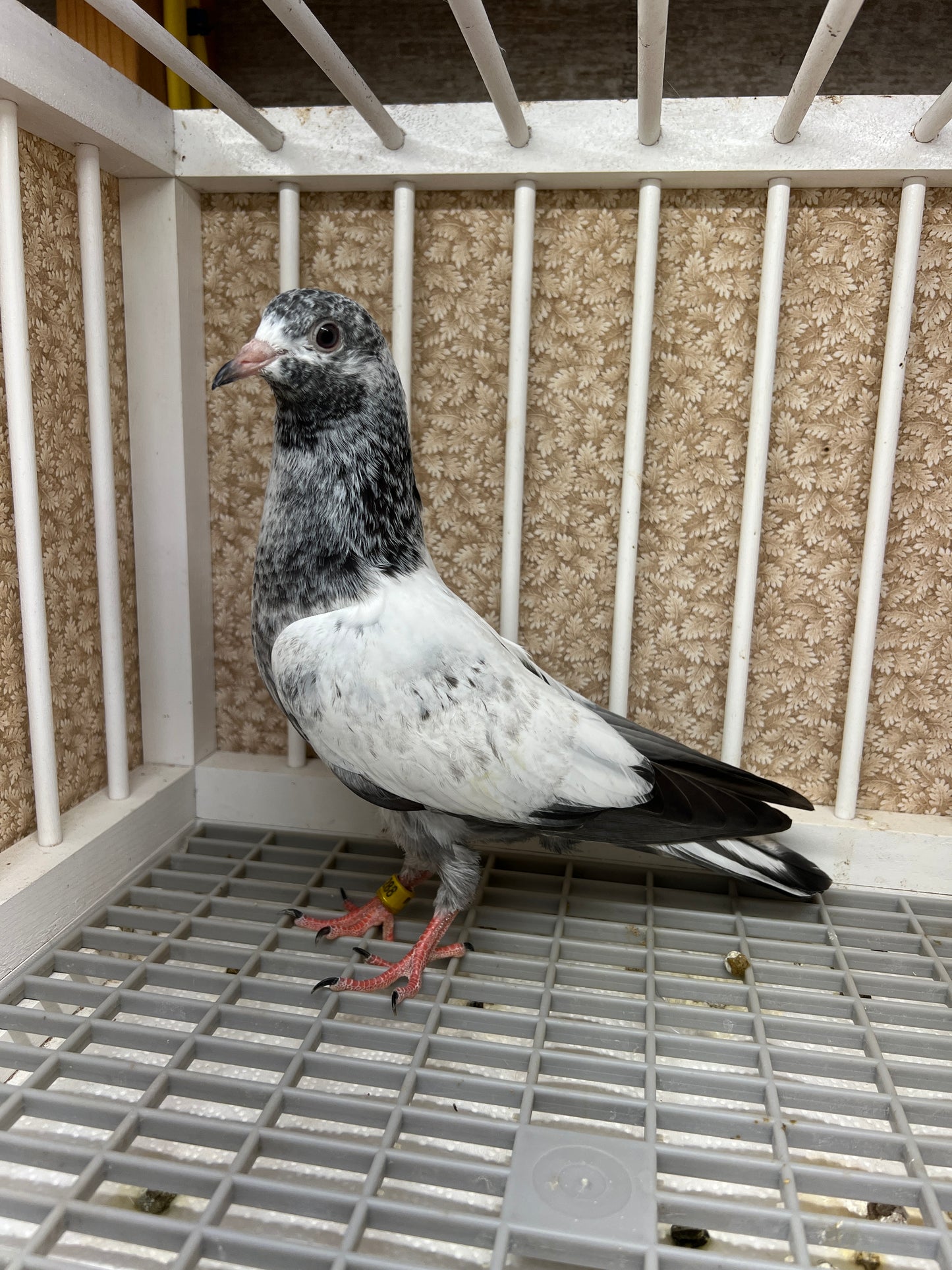 Pakistani Highflier pigeons