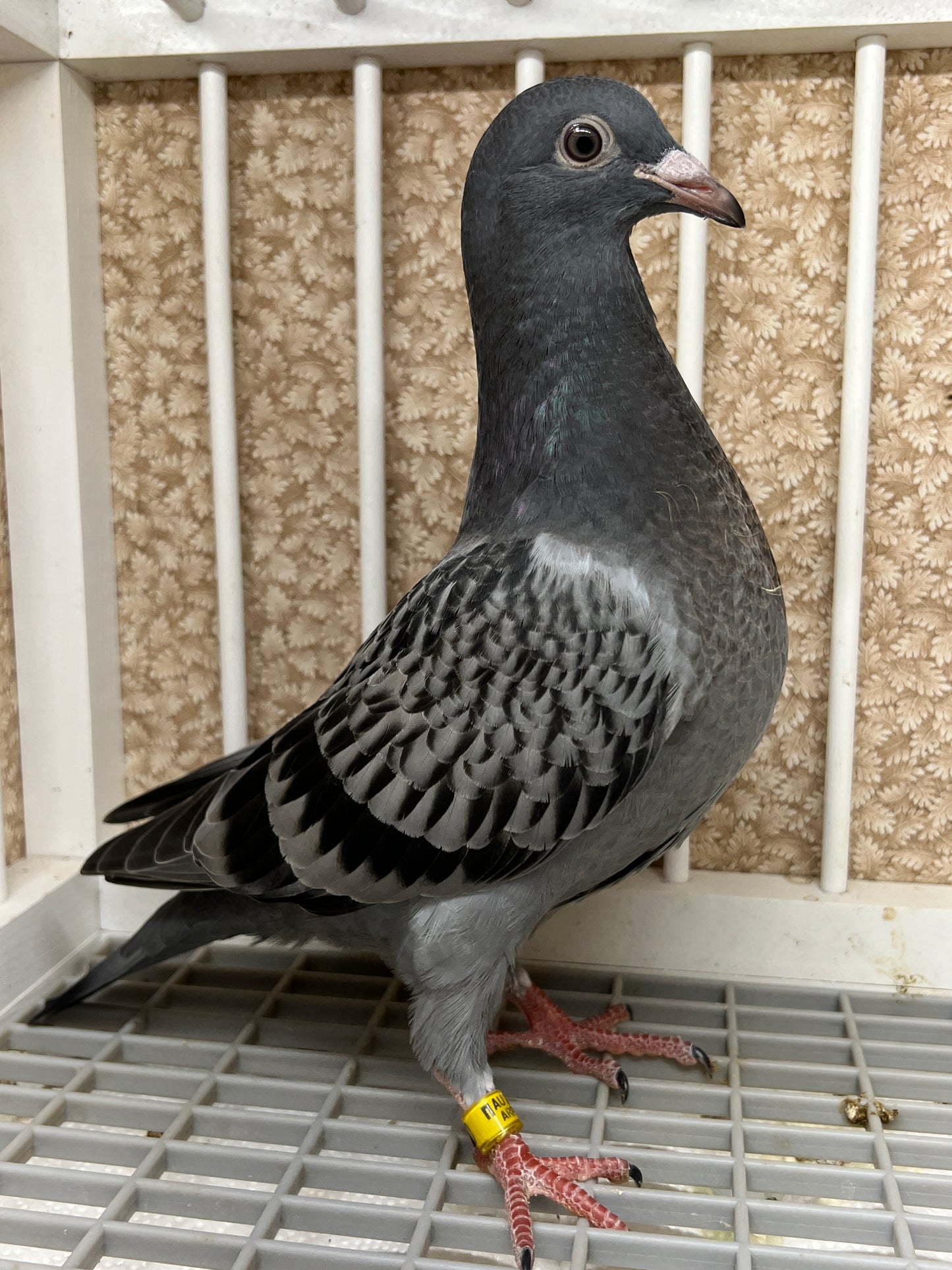 Blue Check Racing Pigeon "AU 8290"