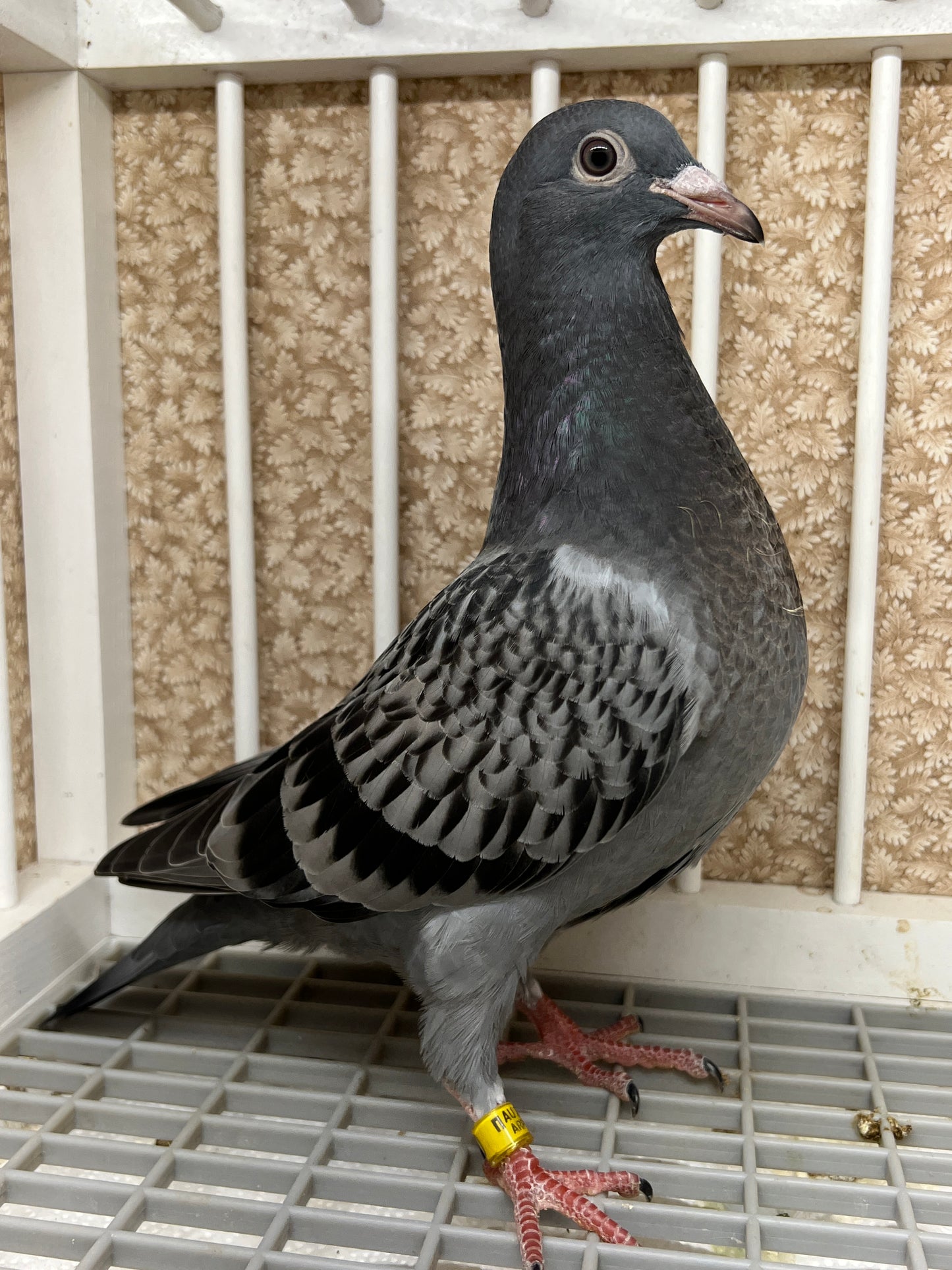 Blue Check Racing Pigeon "AU 8290"