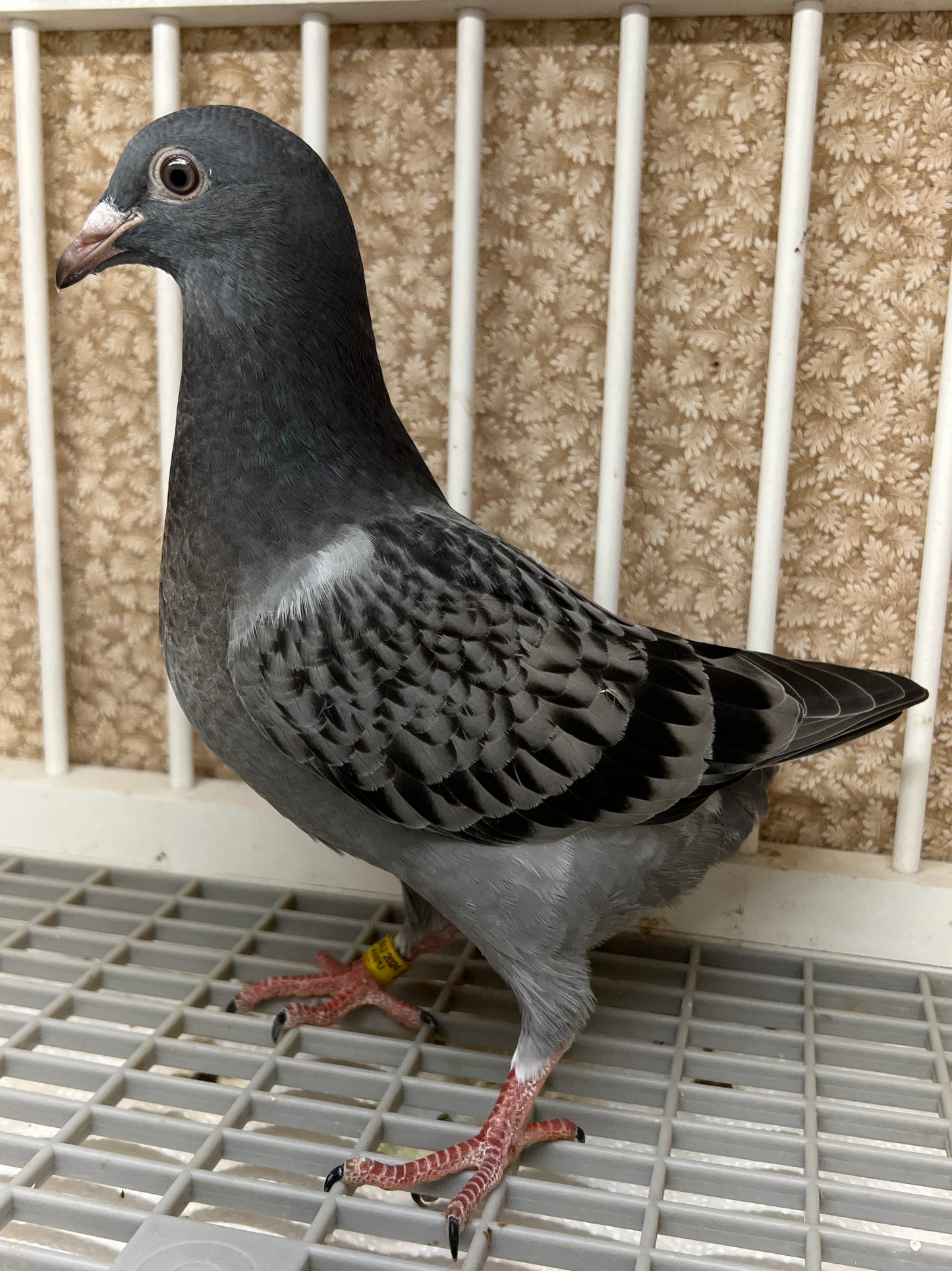 Blue Check Racing Pigeon "AU 8290"