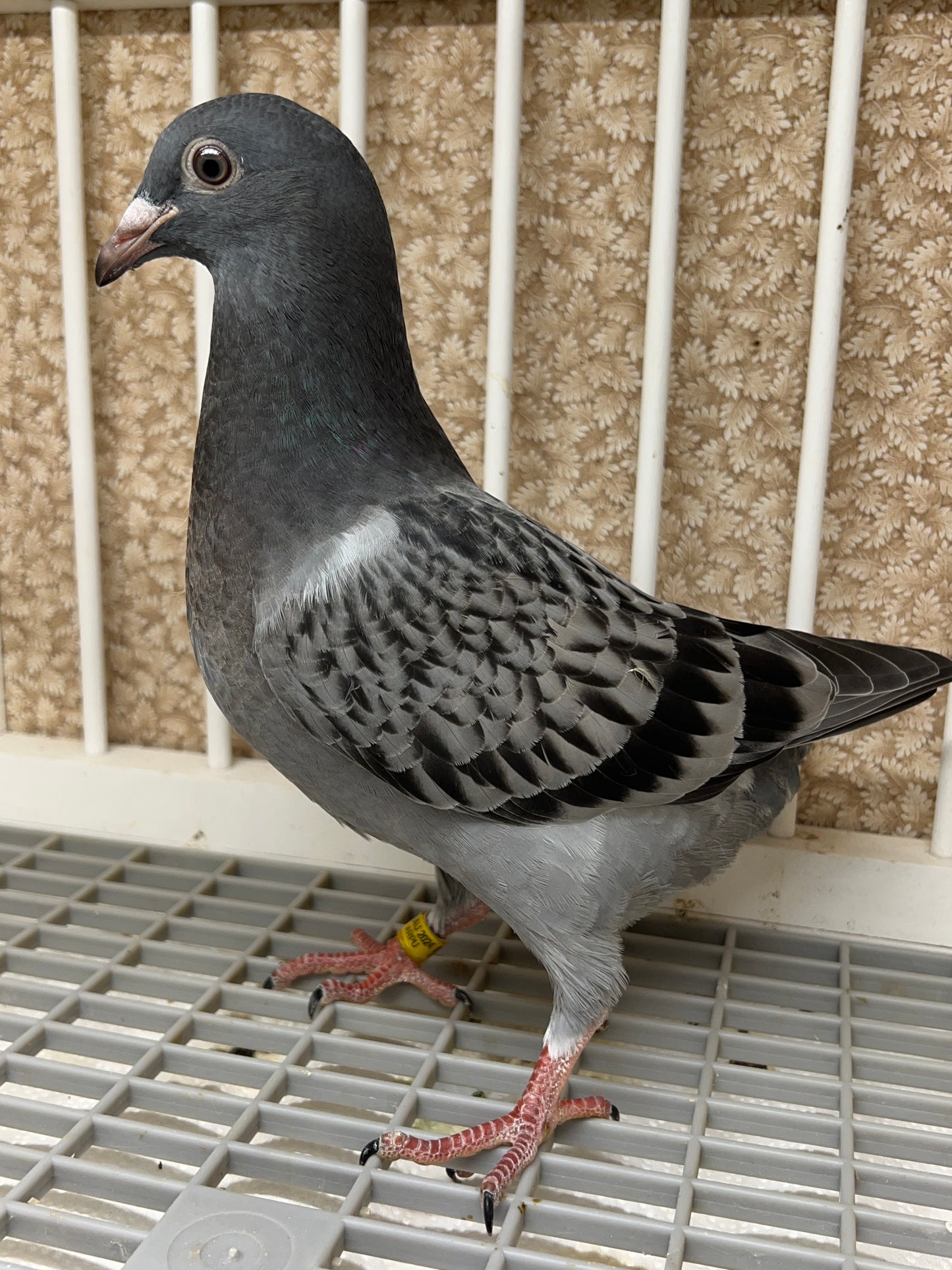 Blue Check Racing Pigeon "AU 8290"