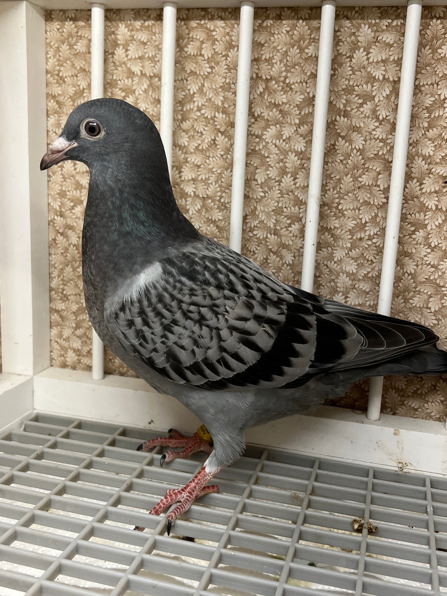 Blue Check Racing Pigeon "AU 8290"