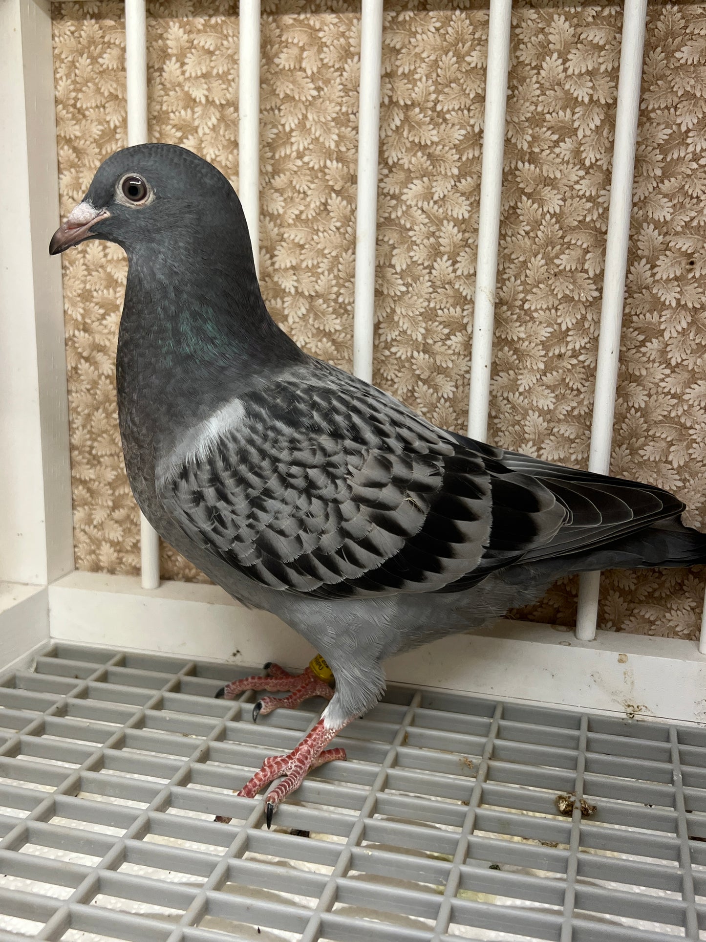 Blue Check Racing Pigeon "AU 8290"