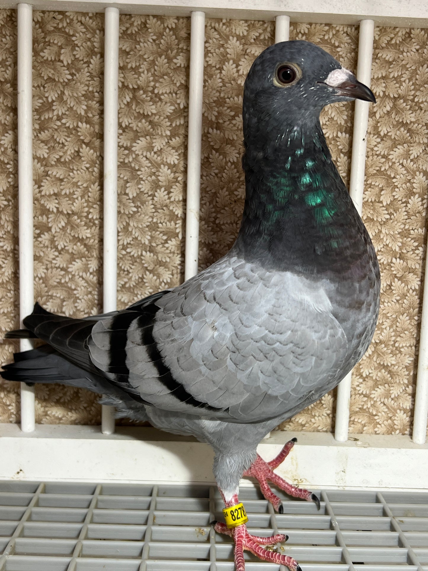 2024 Racing pigeon "AU 8278”